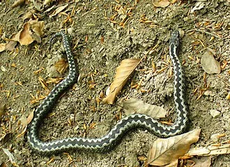 Adder