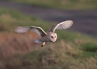 Barn owl