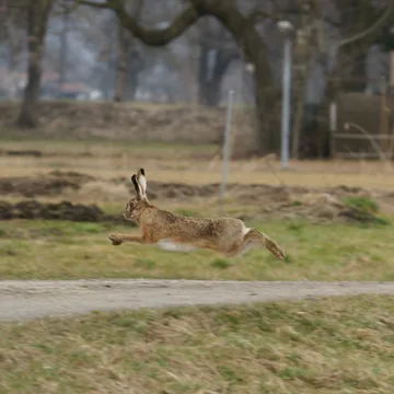 Brown hare