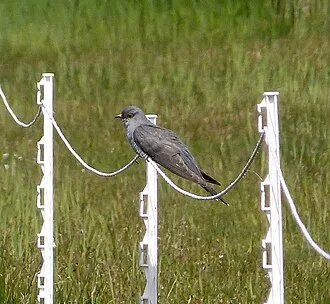 Cuckoo