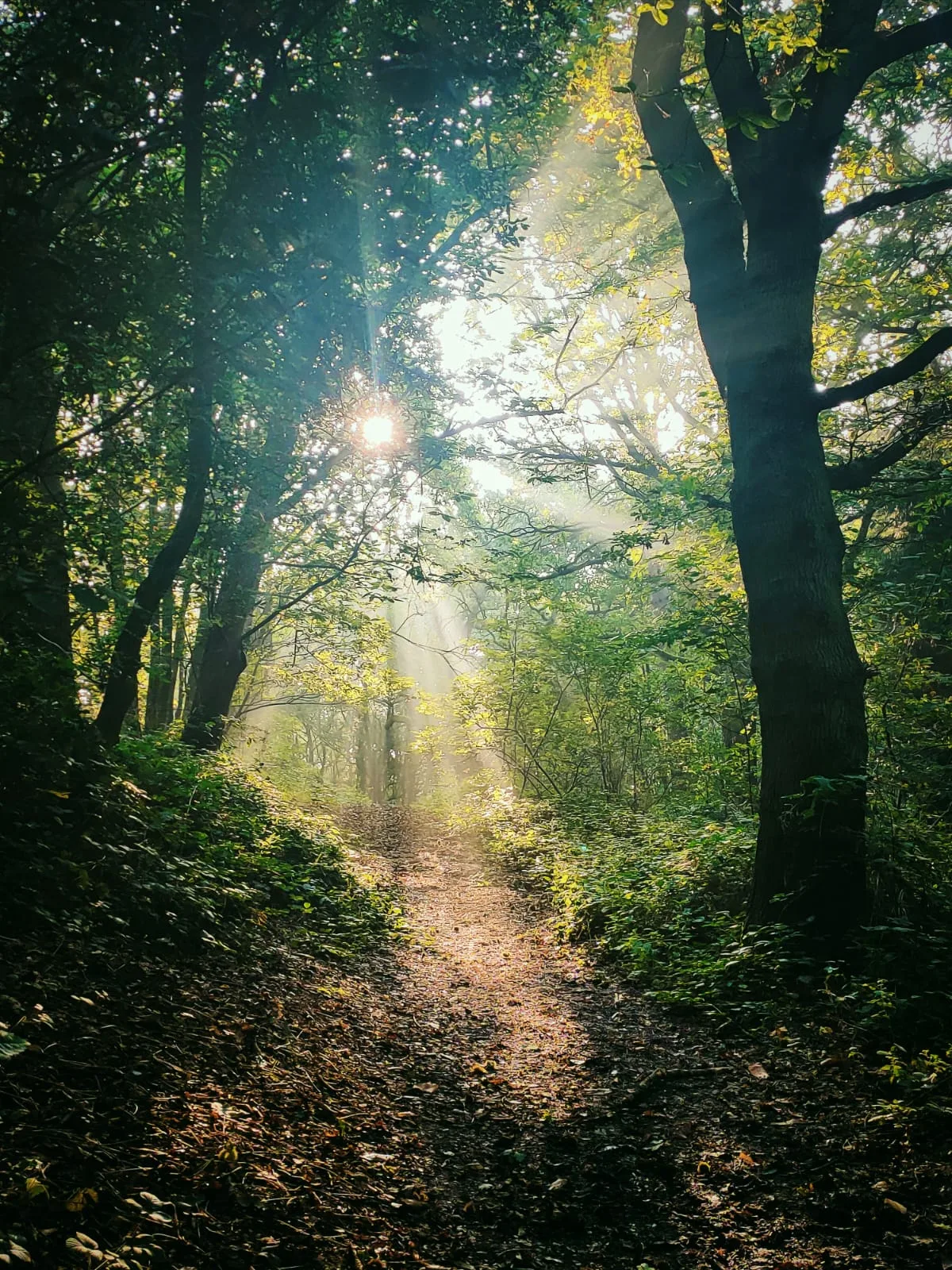 Sunlight falling across a woodland path
