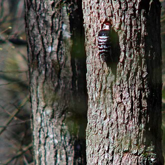 Lesser-spotted woodpecker